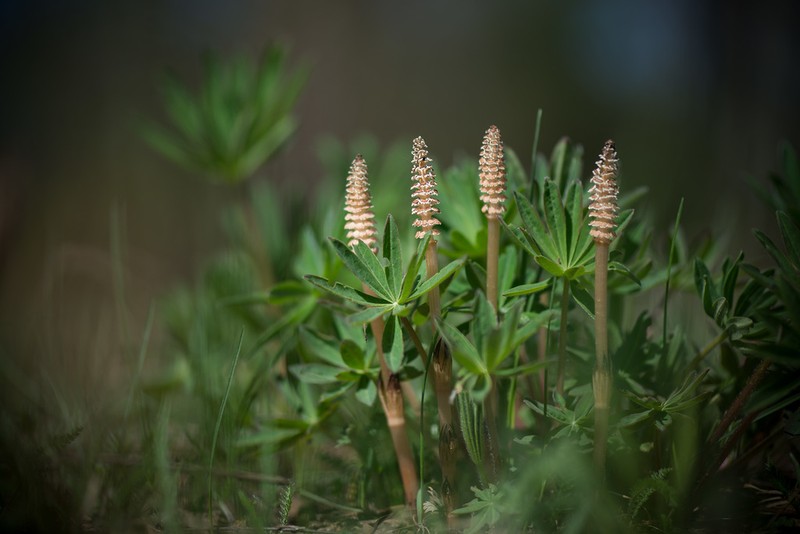 Field Horsetail photo 2