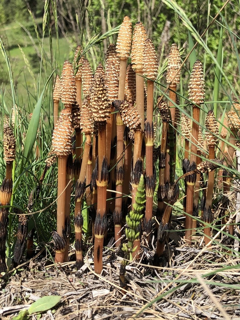 Field Horsetail photo 4