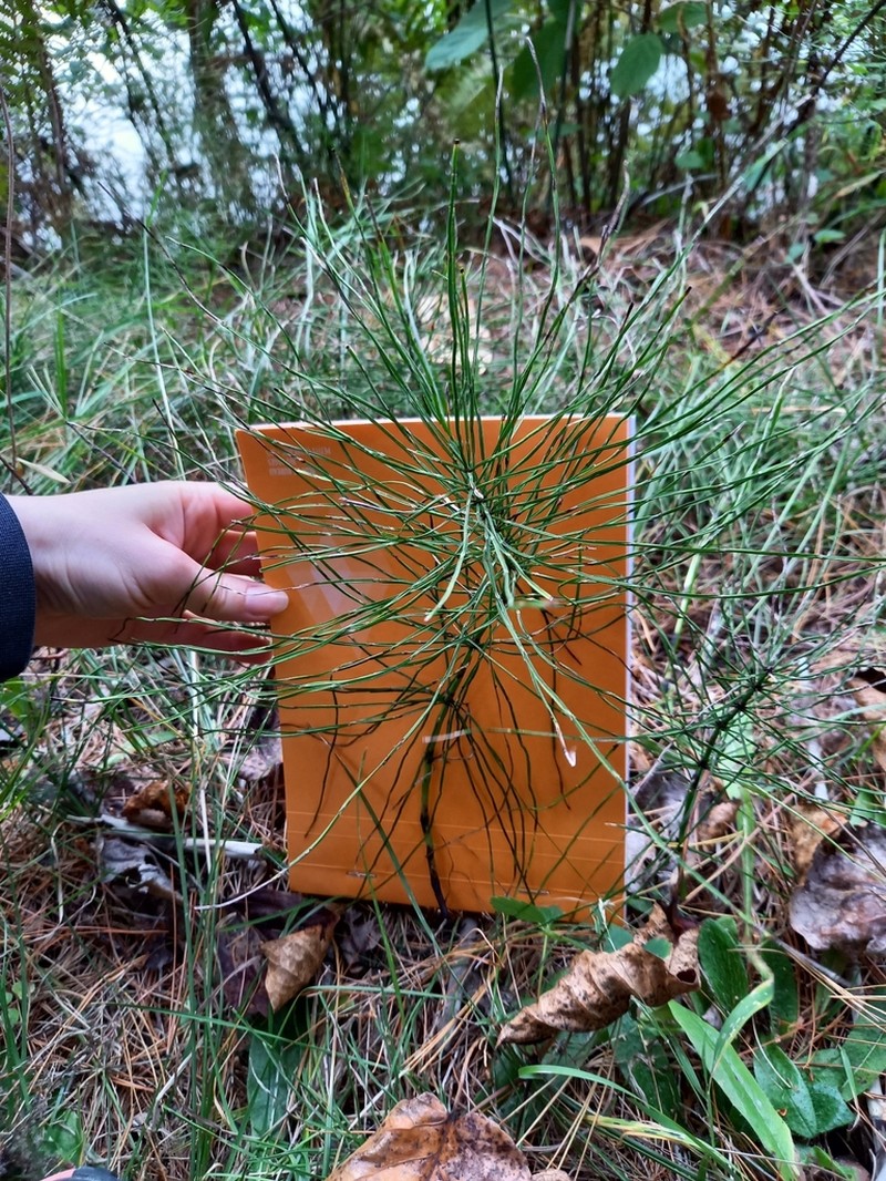 Field Horsetail photo 5