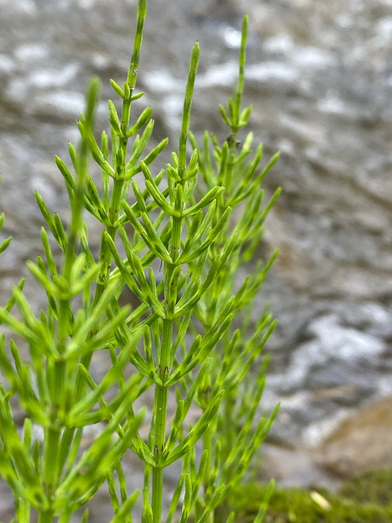 Field Horsetail photo 6