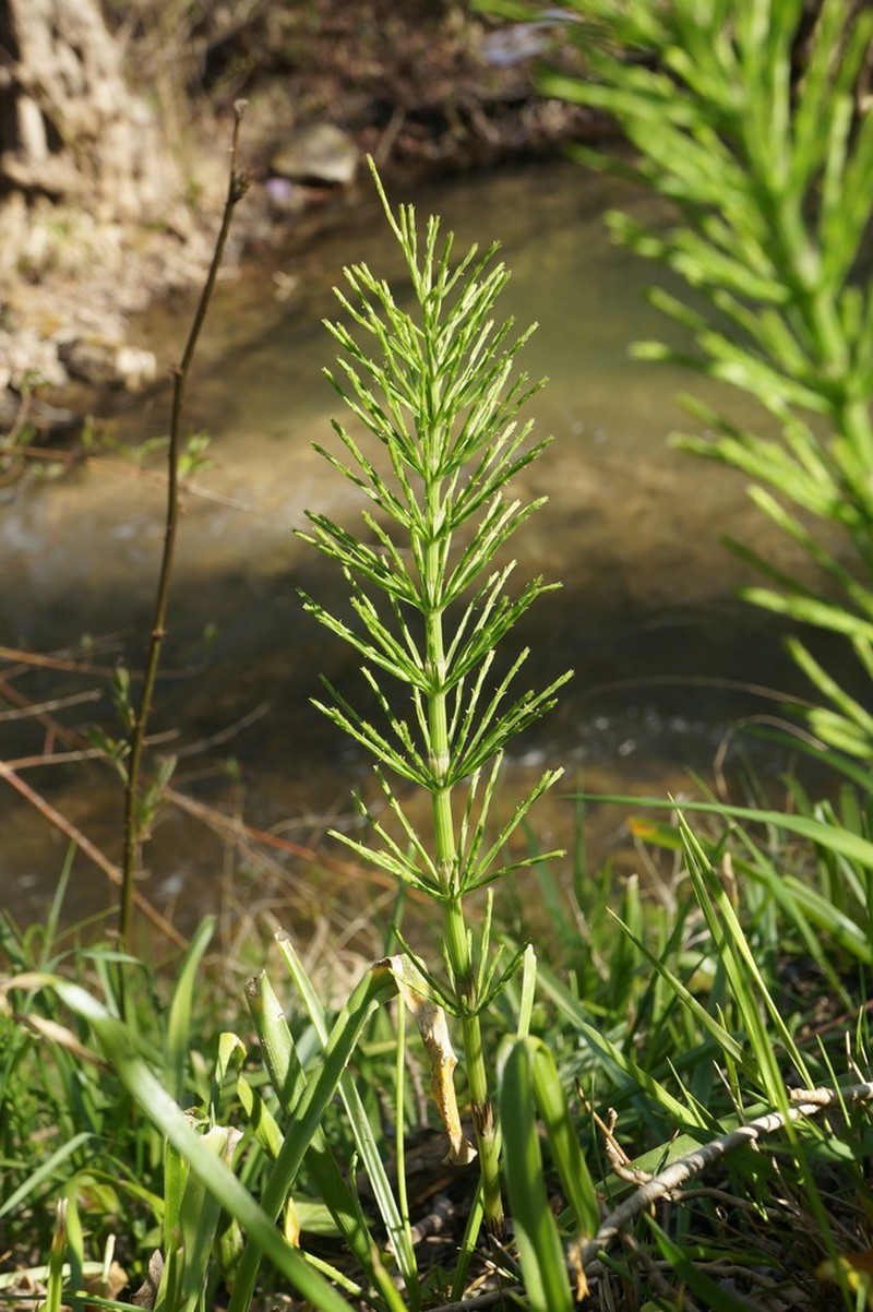 Field Horsetail photo 7