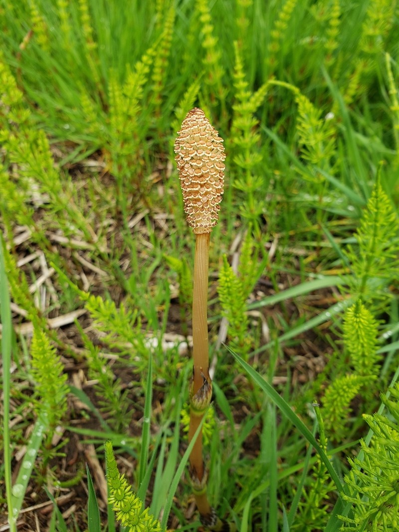 Field Horsetail photo 8