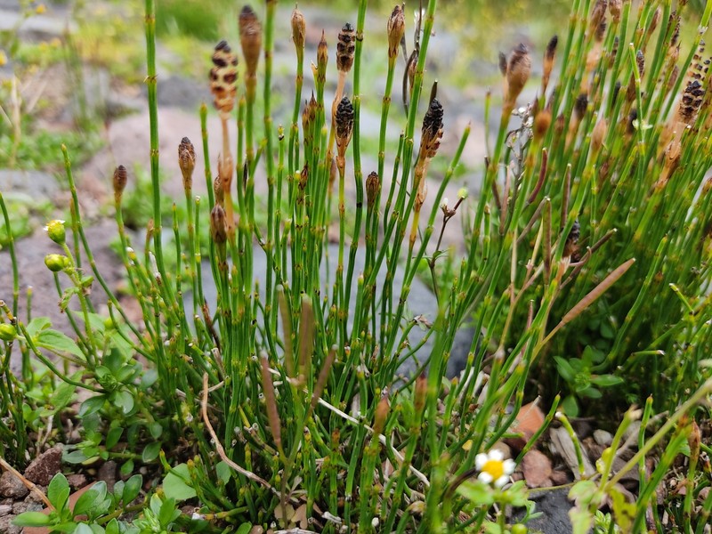 Equisetum bogotense