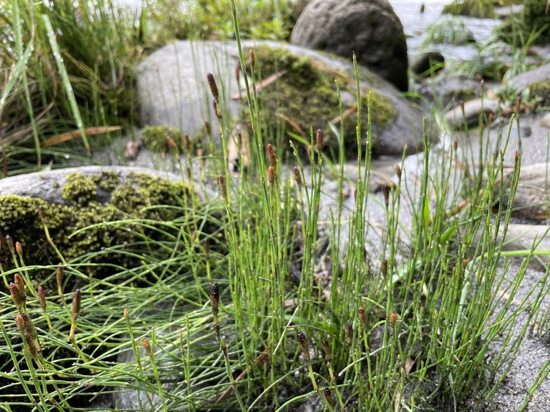 Equisetum bogotense photo 2