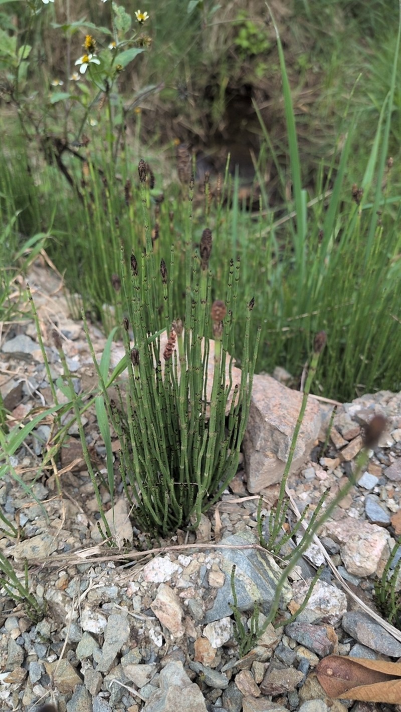 Equisetum bogotense photo 3
