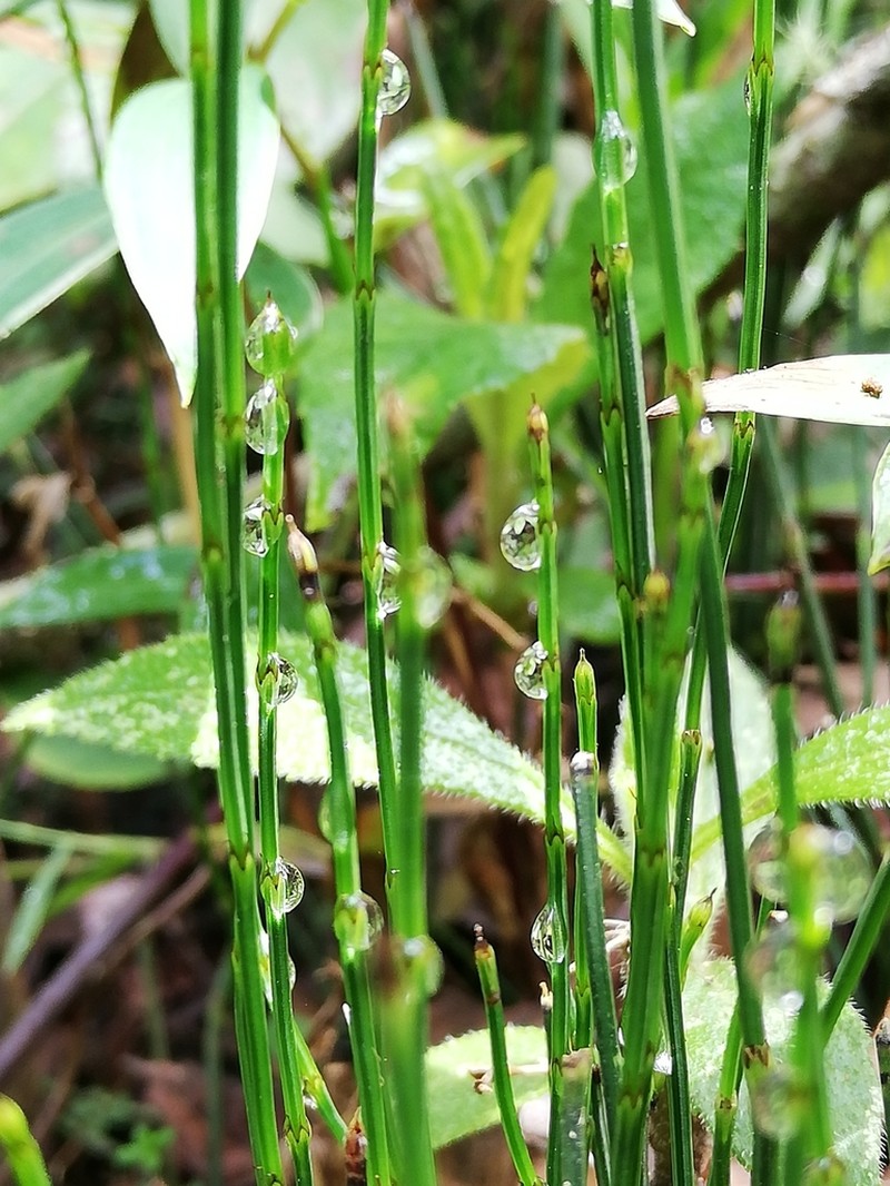 Equisetum bogotense photo 4