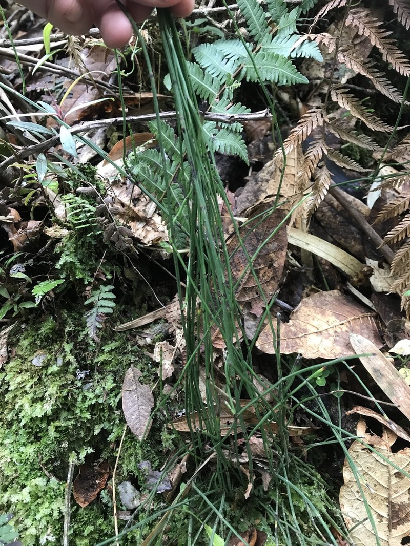 Equisetum bogotense photo 5