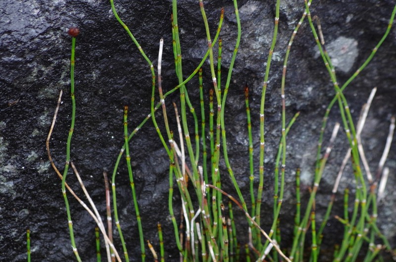 Equisetum bogotense photo 6