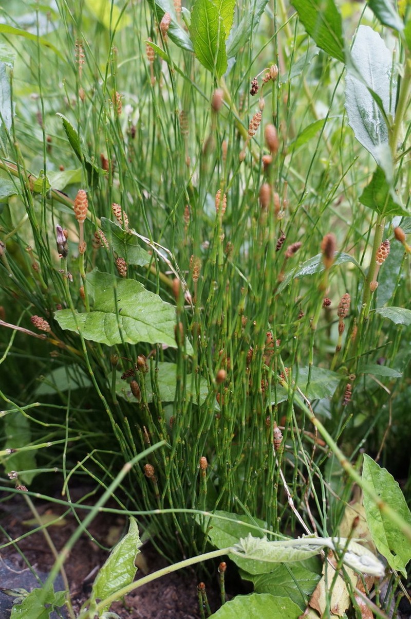 Equisetum bogotense photo 7