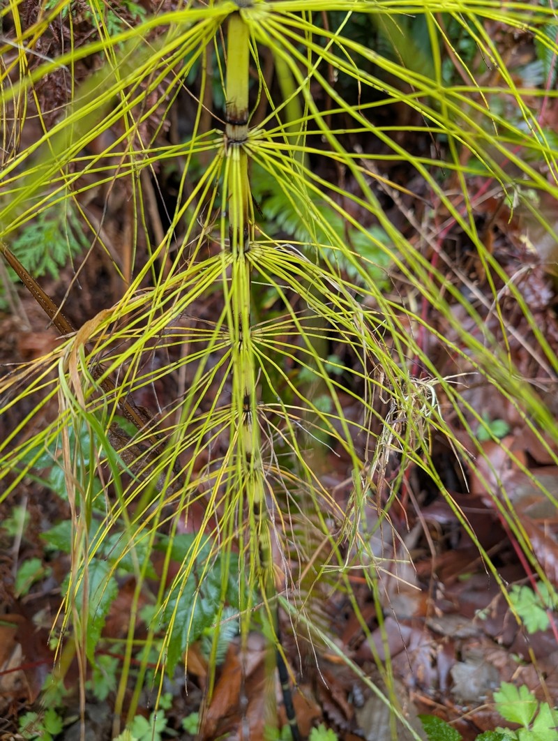 Equisetum braunii