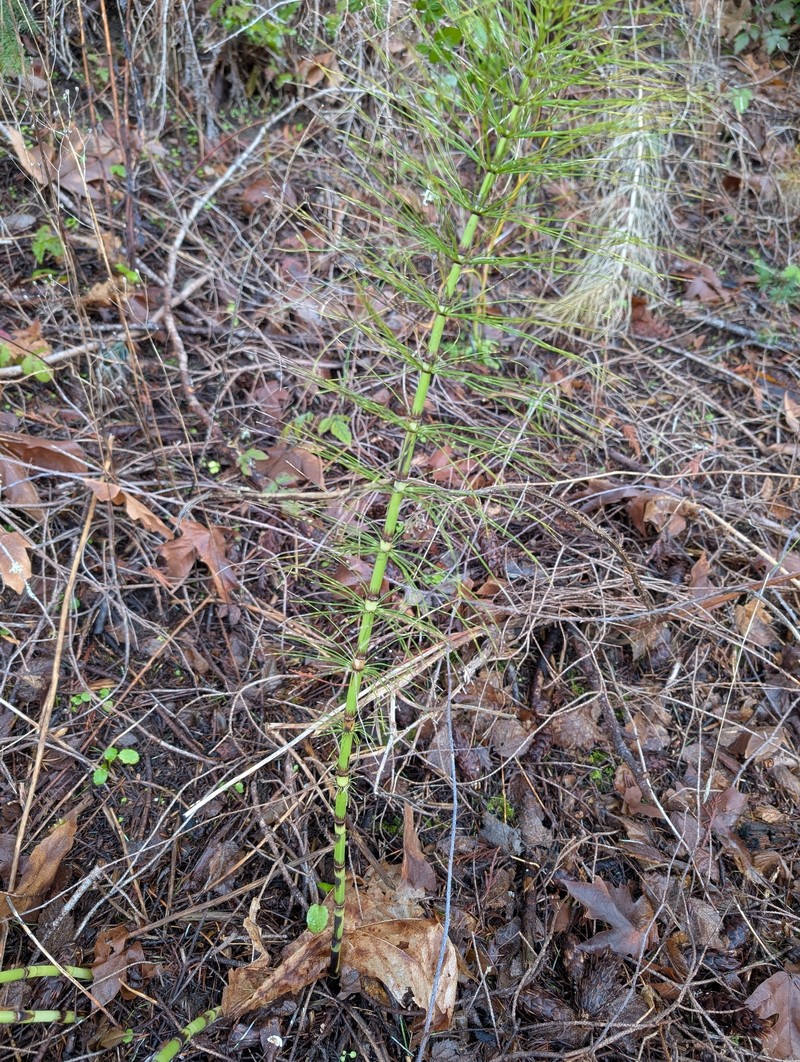 Equisetum braunii photo 2