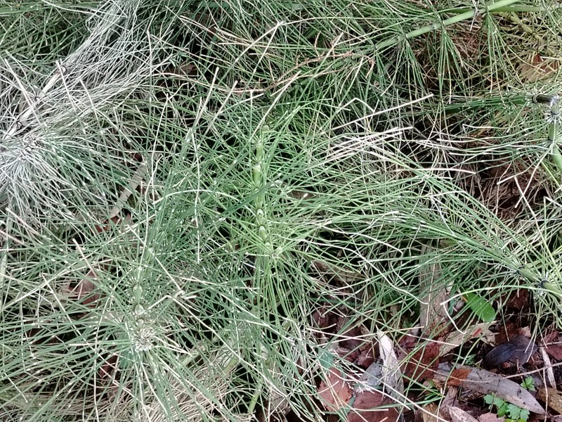 Equisetum braunii photo 3