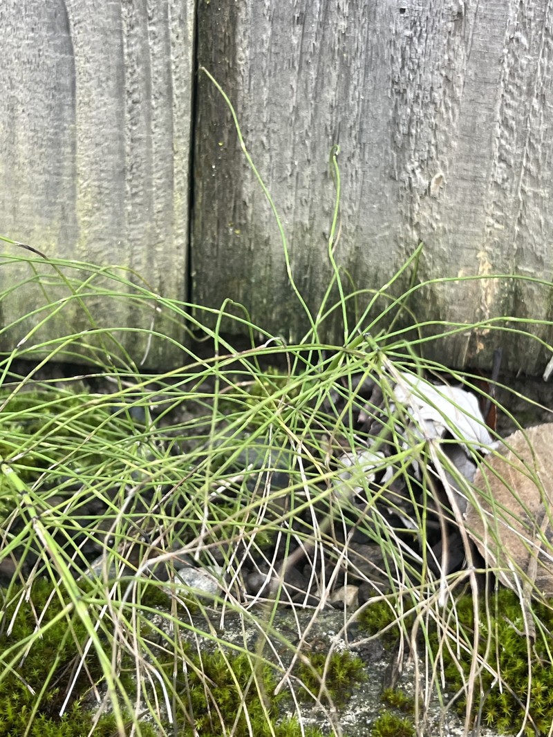 Equisetum braunii photo 4