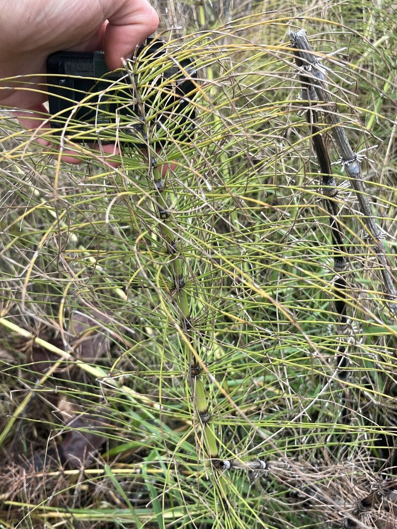 Equisetum braunii photo 5