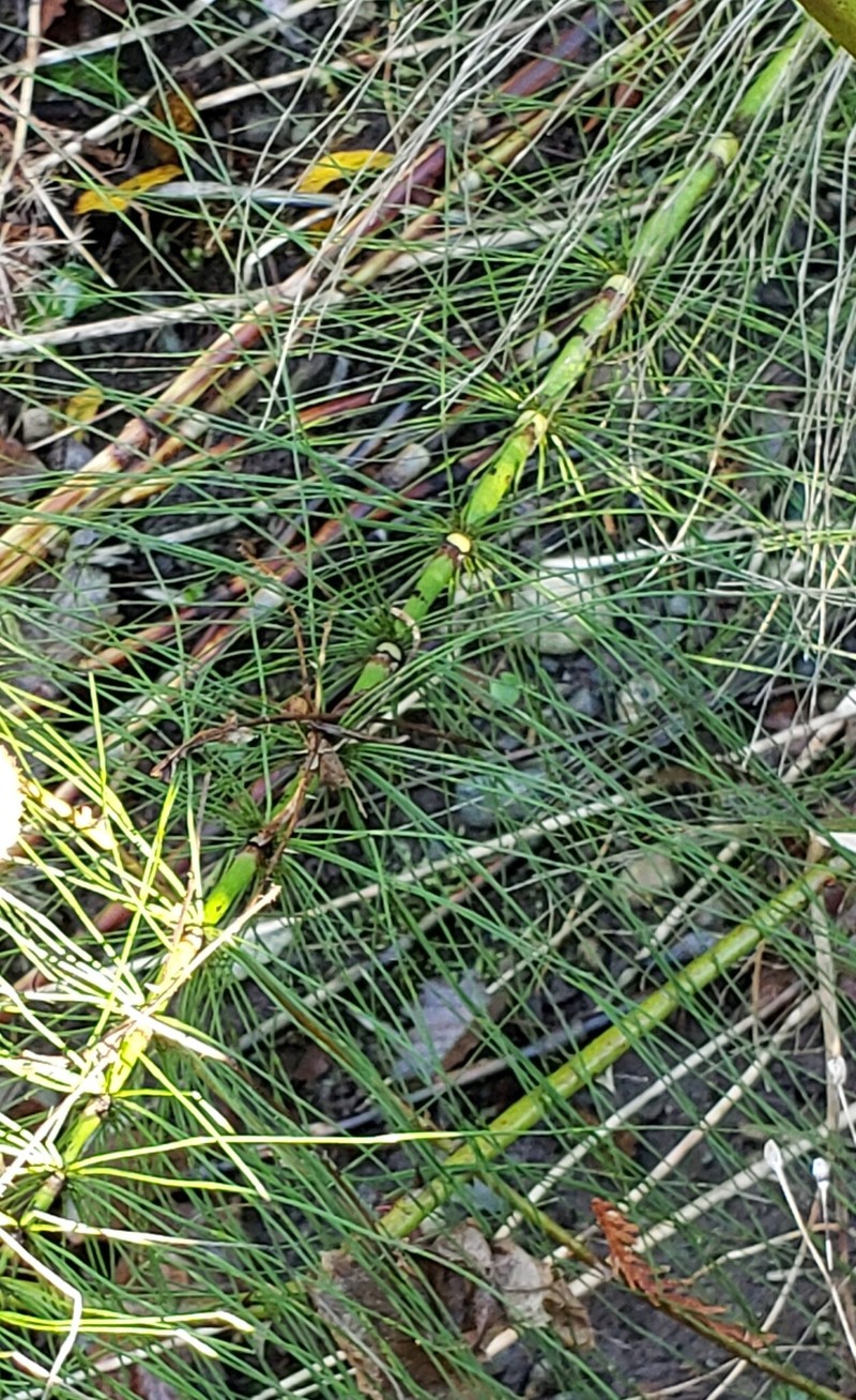 Equisetum braunii photo 6