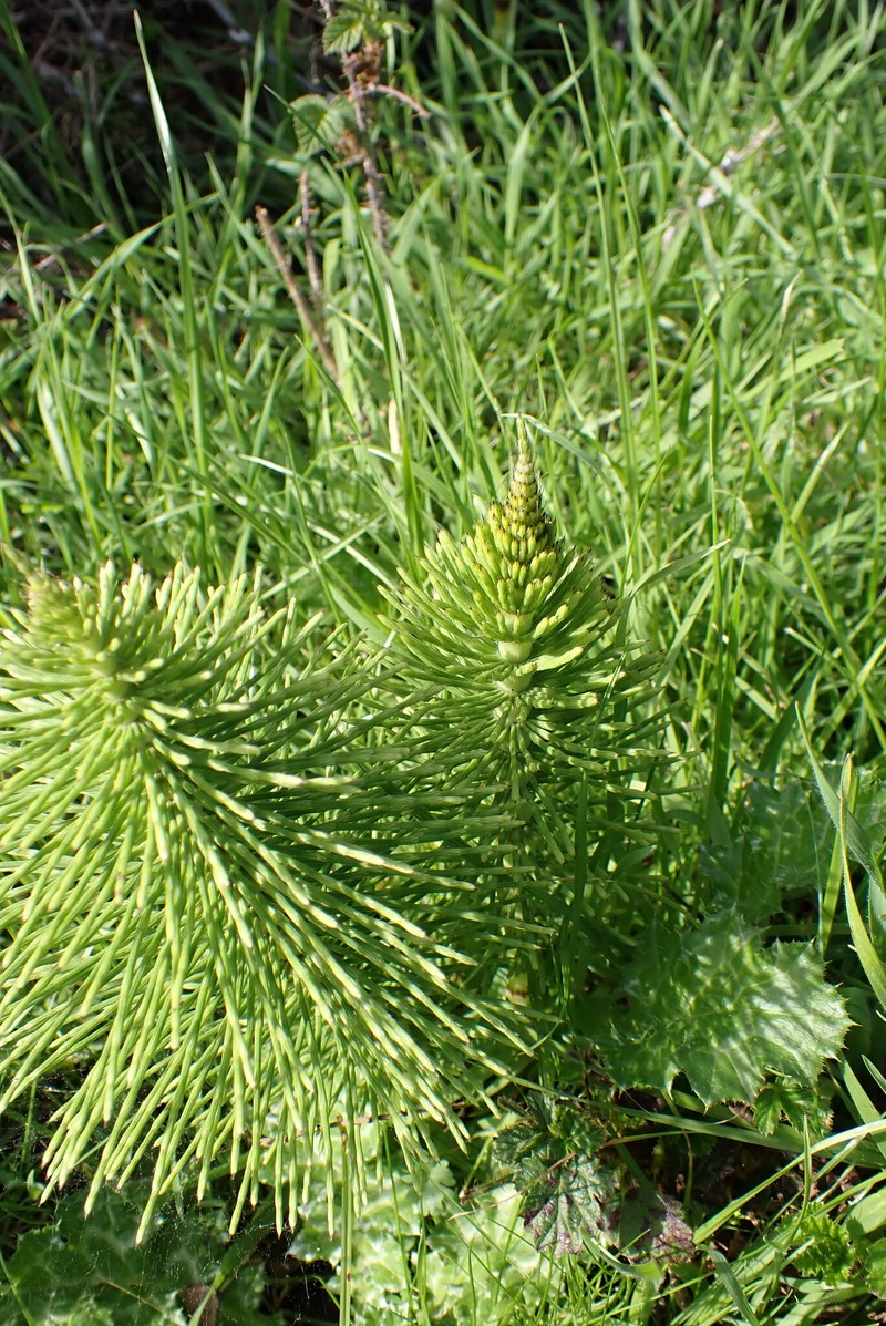 Equisetum braunii photo 7