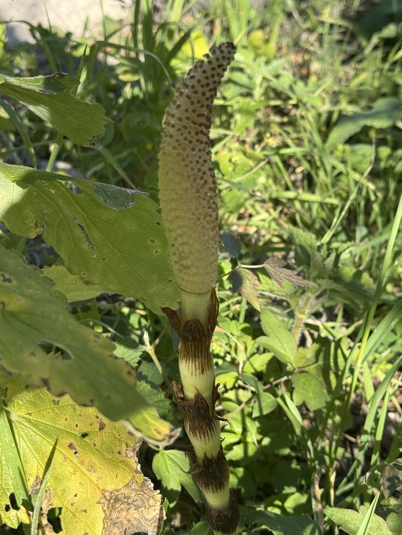 Equisetum braunii photo 8