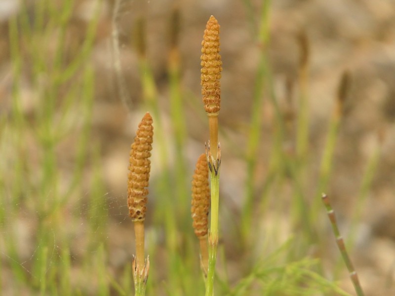Equisetum diffusum