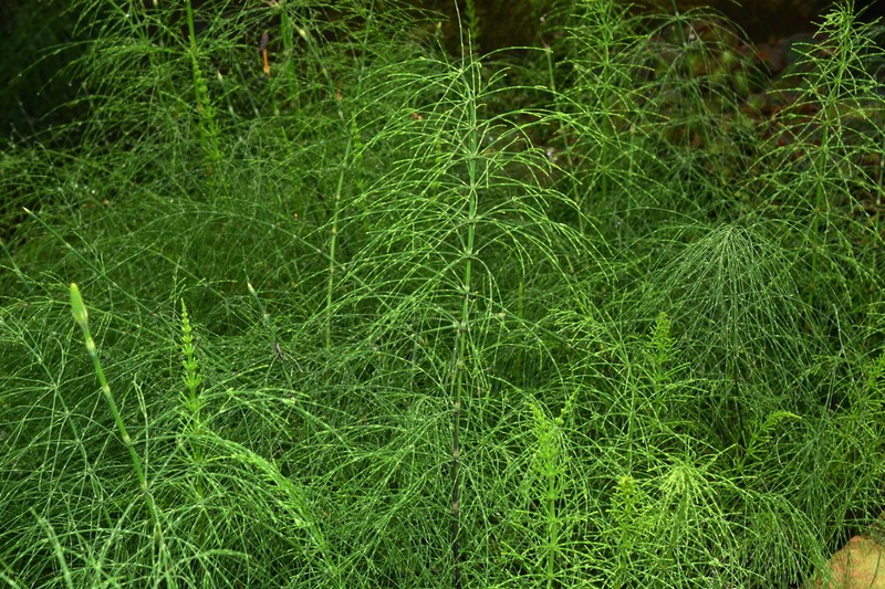 Equisetum diffusum photo 2