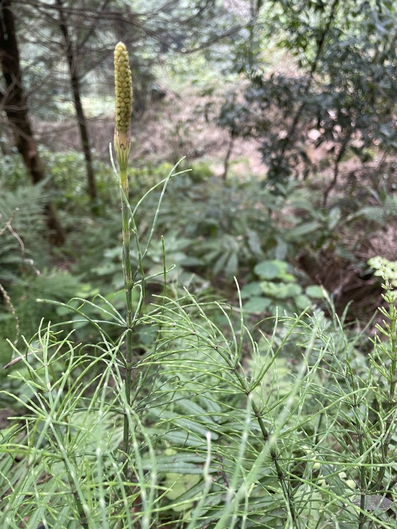 Equisetum diffusum photo 3