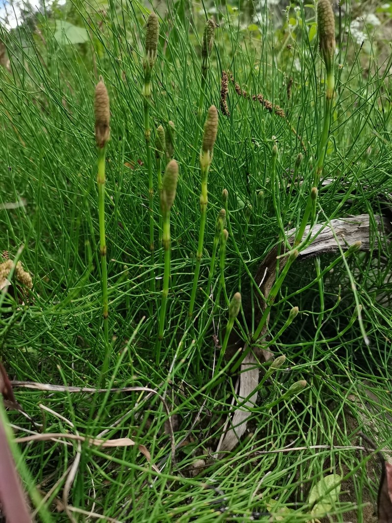 Equisetum diffusum photo 4
