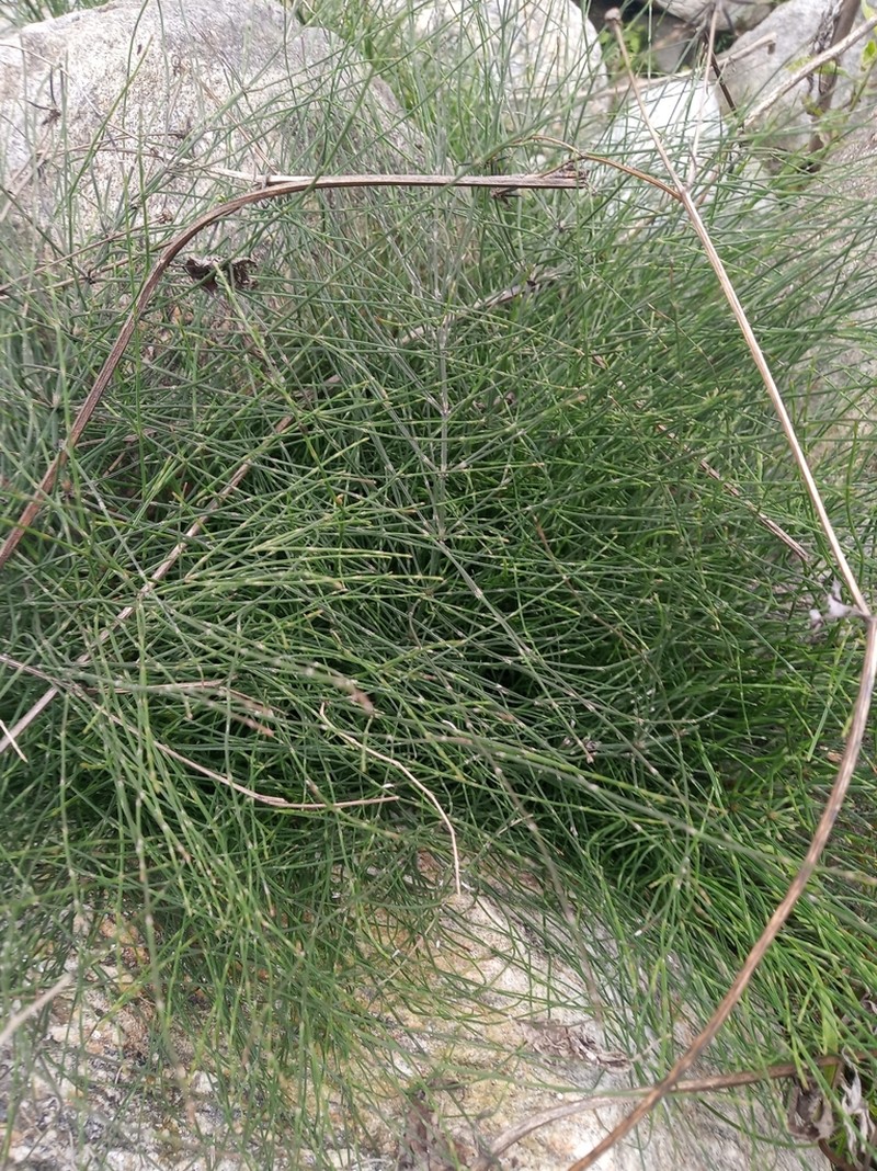 Equisetum diffusum photo 5