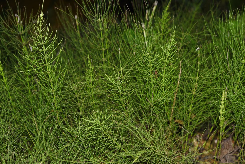 Equisetum diffusum photo 6