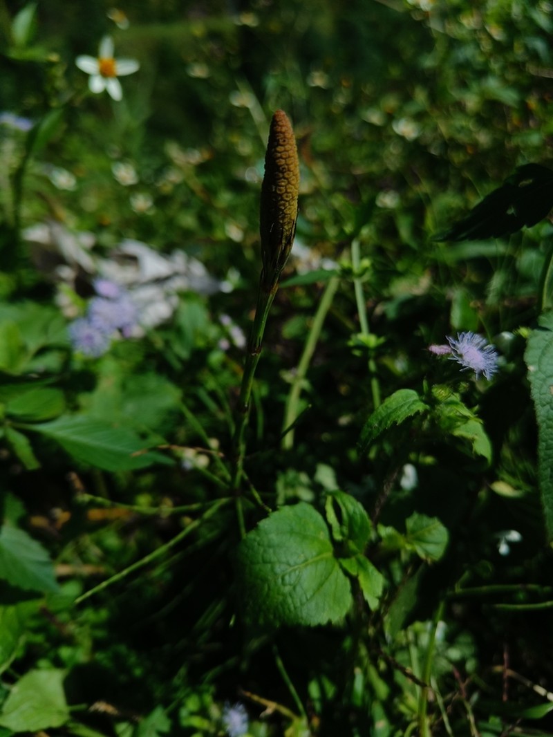 Equisetum diffusum photo 7