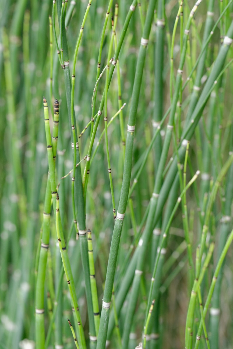 Equisetum ferrissii