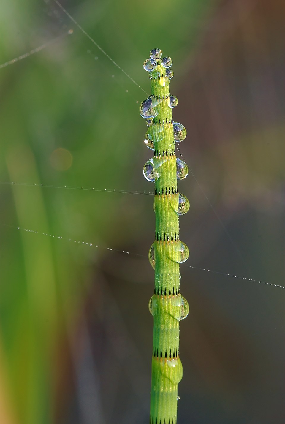 Water Horsetail