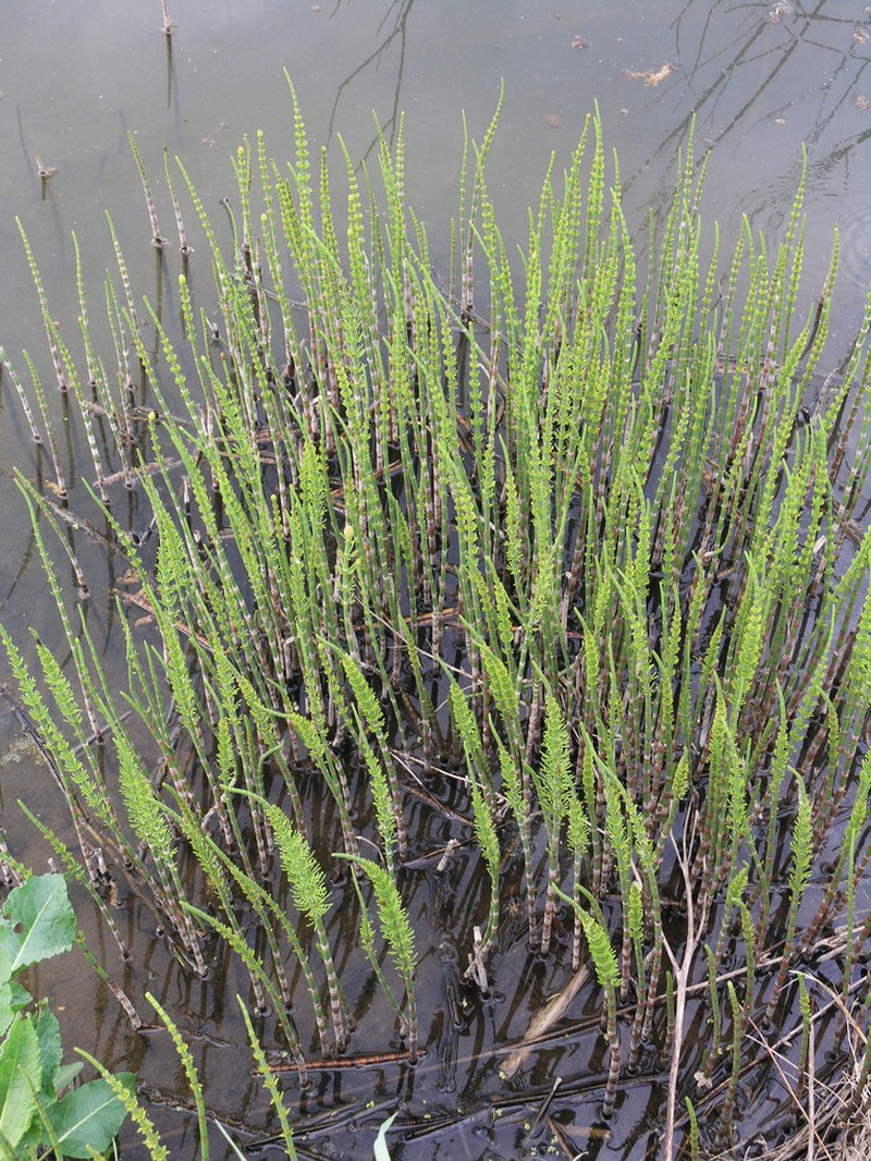 Water Horsetail photo 2