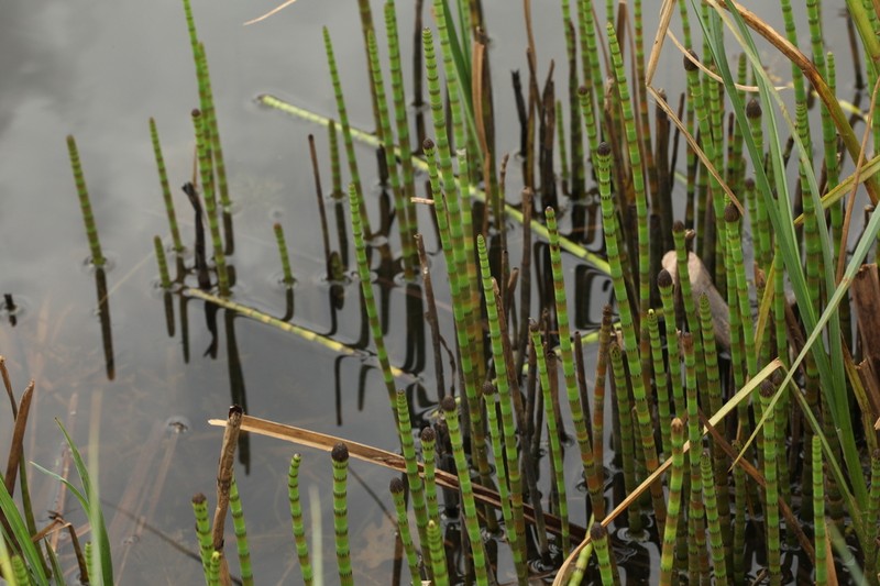 Water Horsetail photo 3
