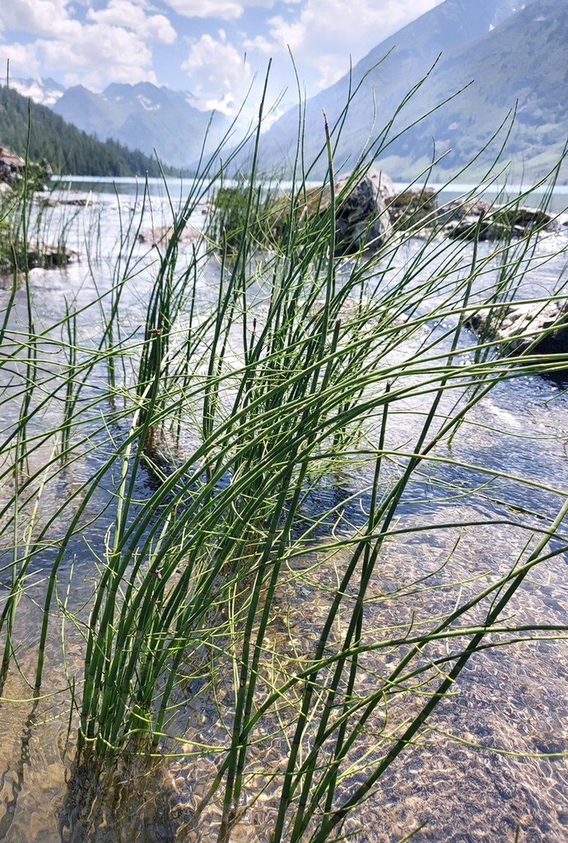 Water Horsetail photo 4