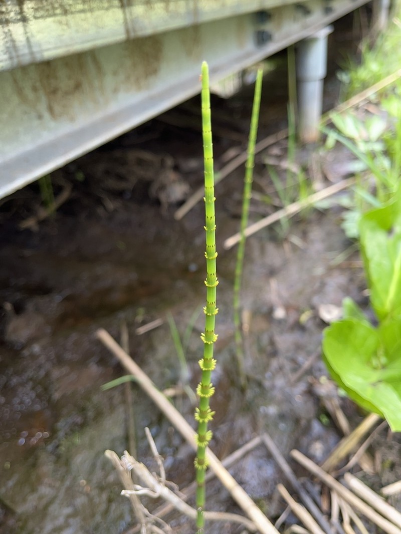 Water Horsetail photo 5