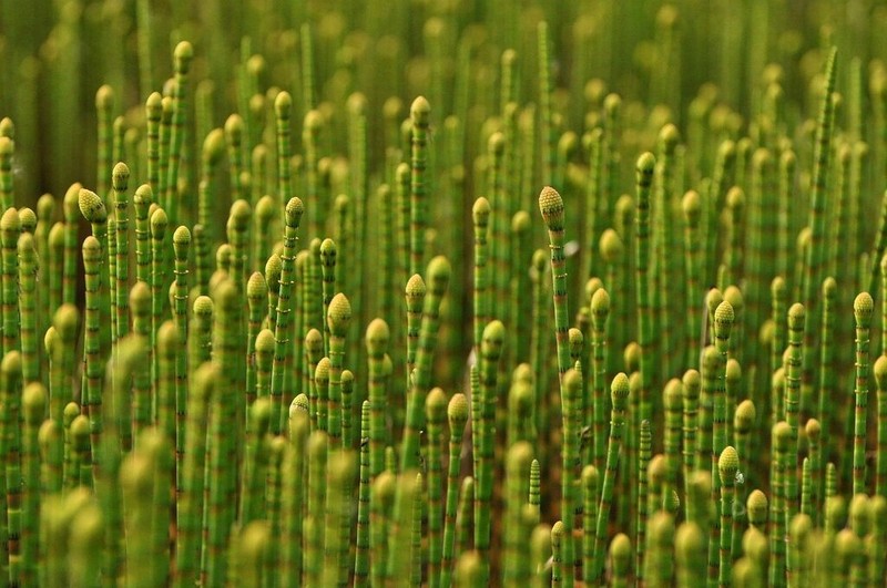 Water Horsetail photo 6