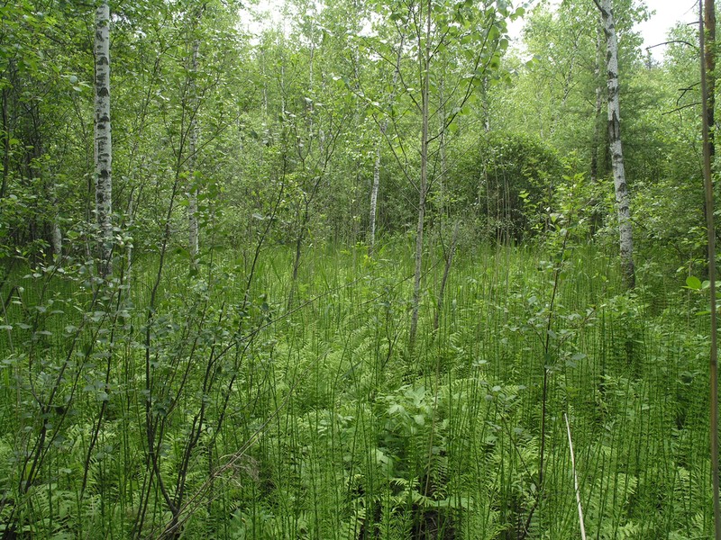 Water Horsetail photo 7