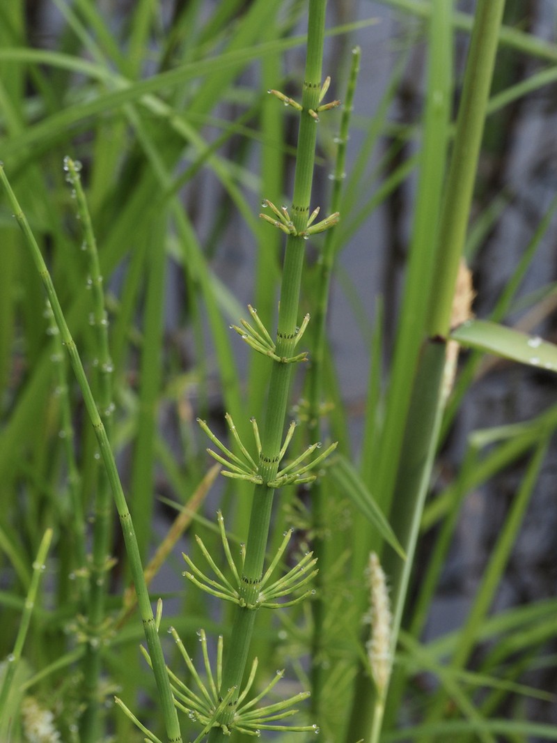 Water Horsetail photo 8