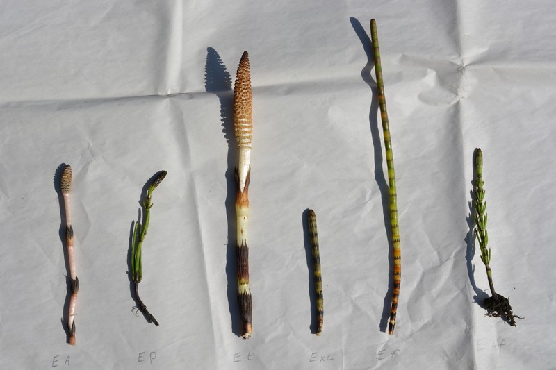 Horsetail photo 2