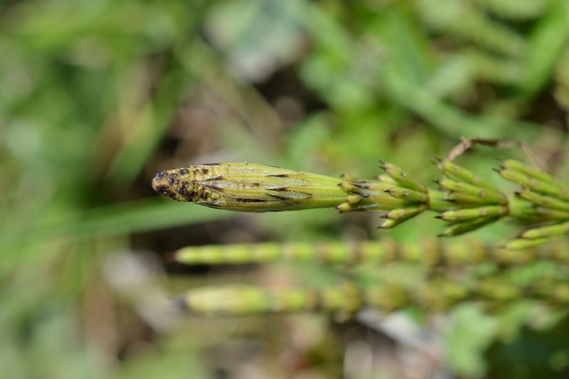 Horsetail