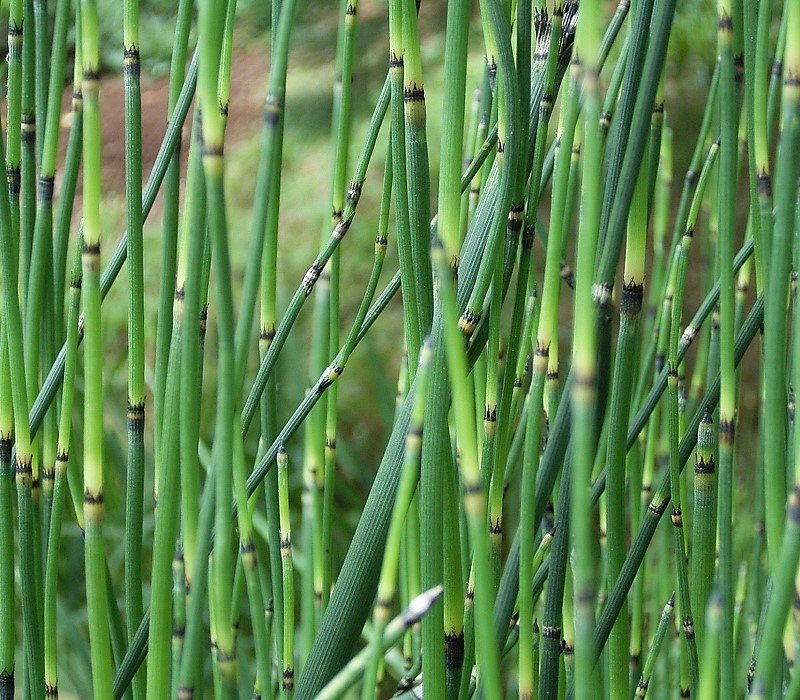 Giant Horsetail