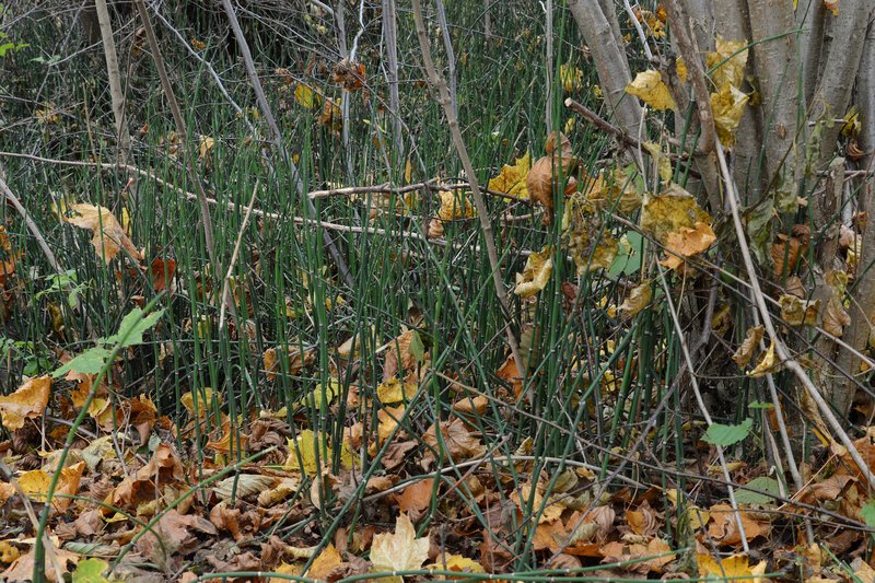 Scouringrush Horsetail