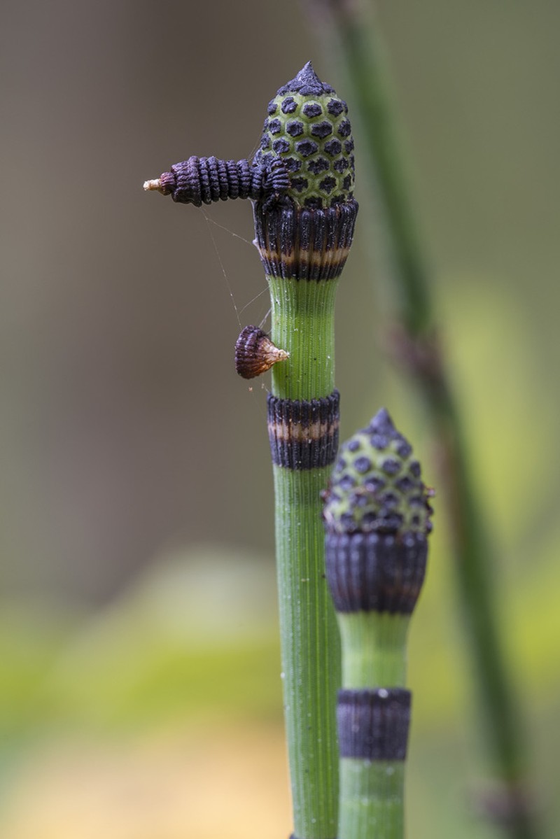 Scouringrush Horsetail photo 3