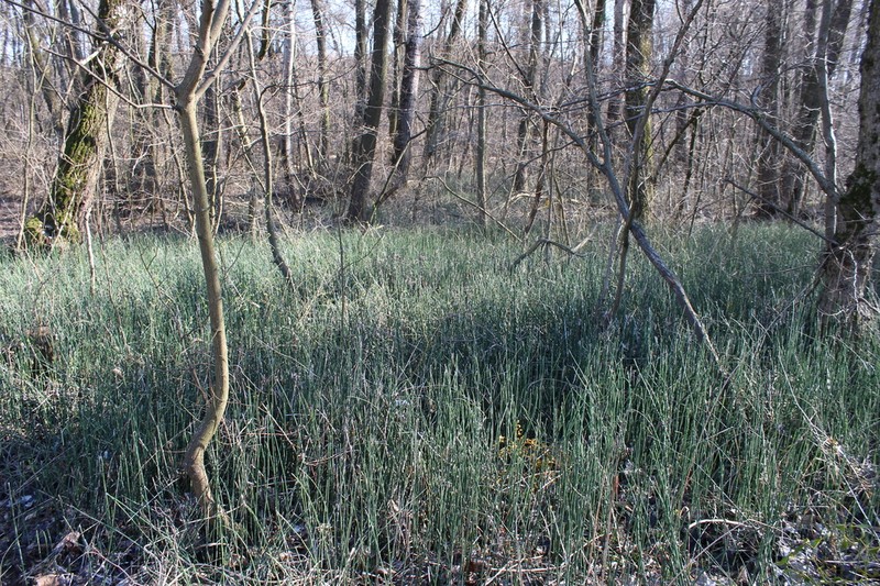 Scouringrush Horsetail photo 5
