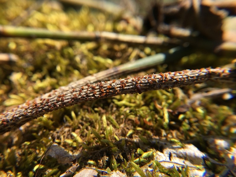 Scouringrush Horsetail photo 6