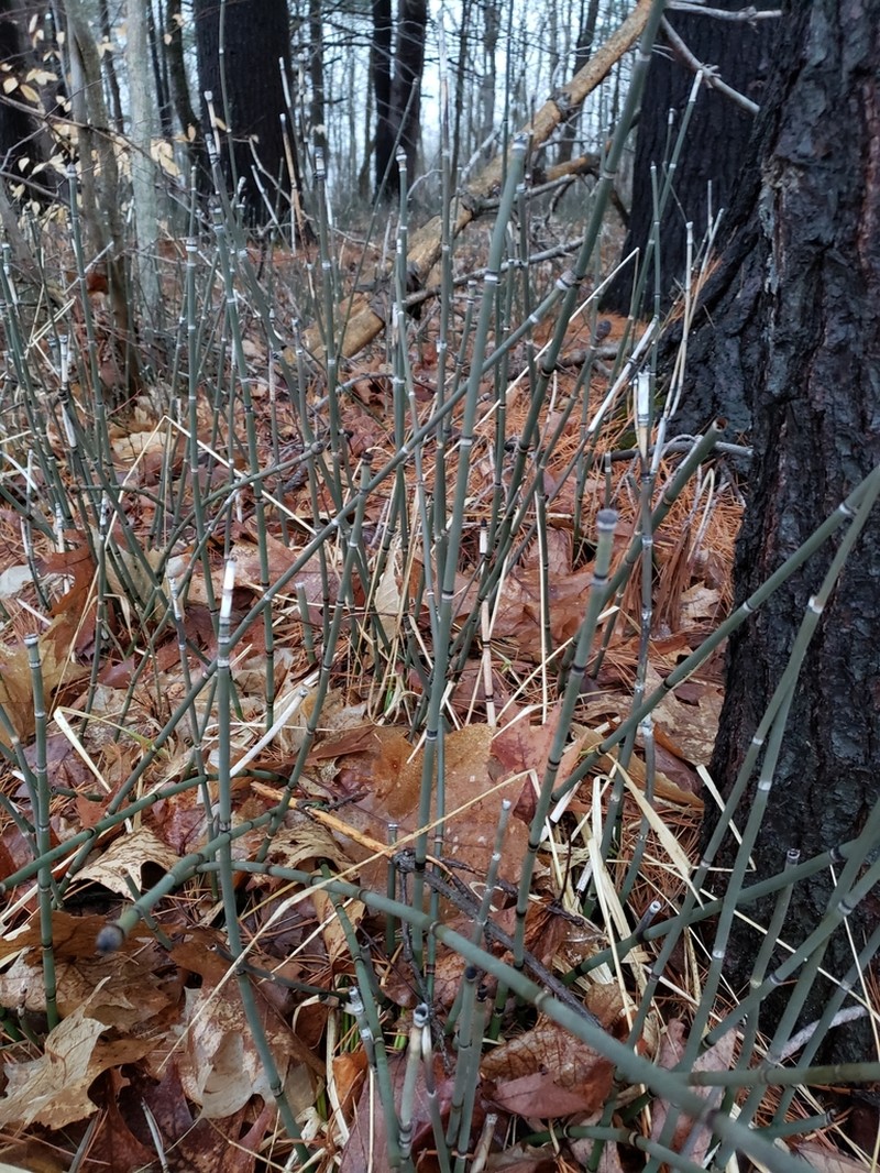 Scouringrush Horsetail photo 7
