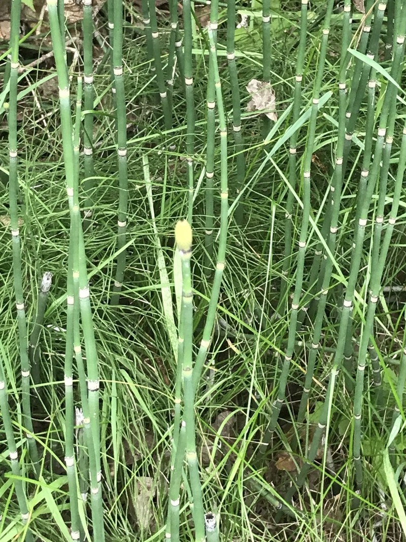 Scouringrush Horsetail photo 8