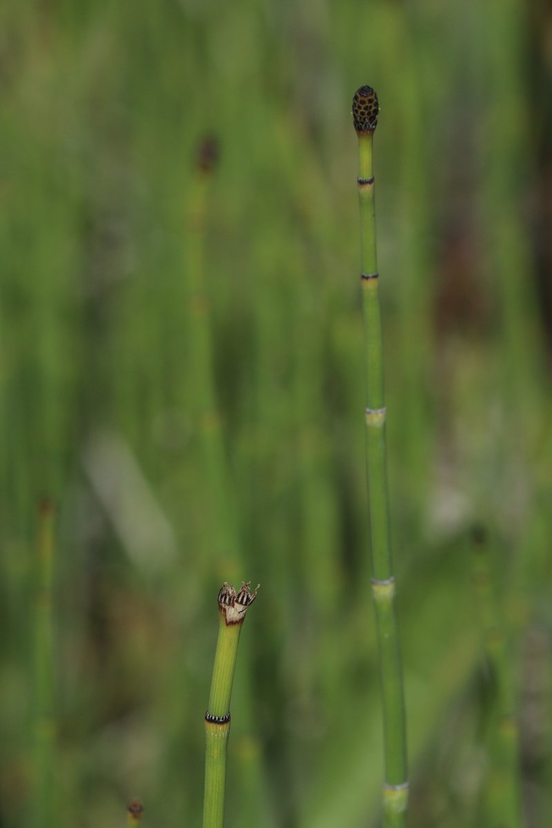 Smooth Horsetail