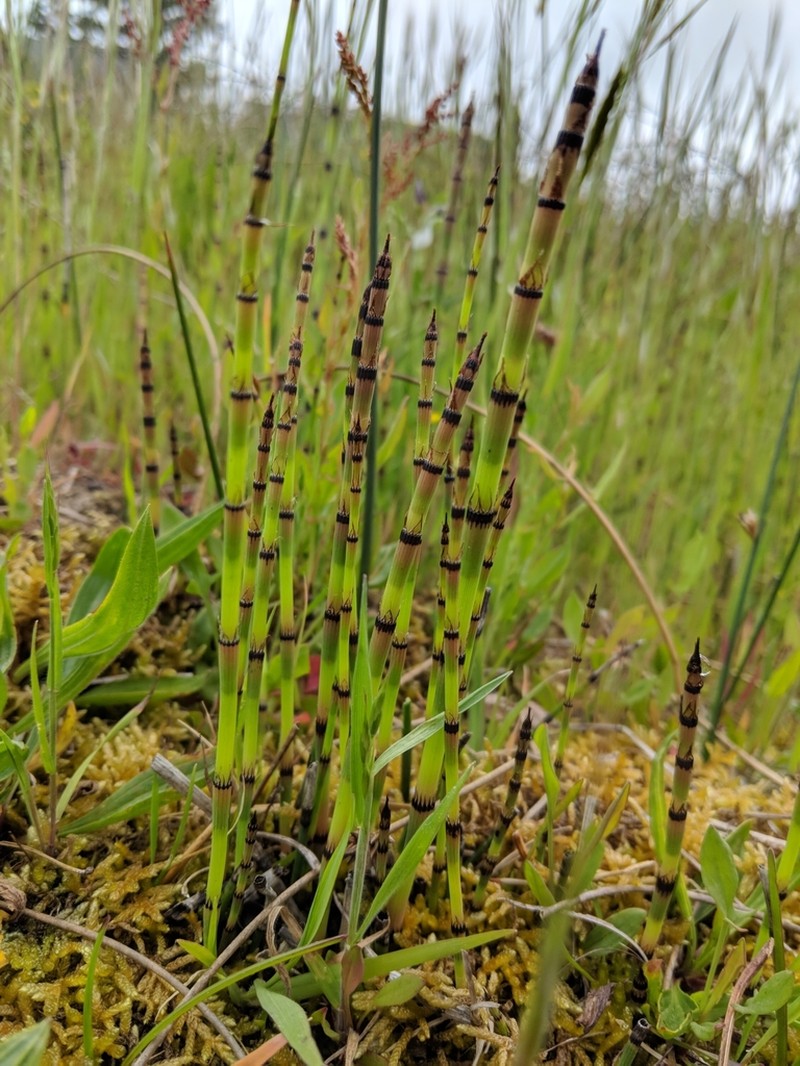 Smooth Horsetail