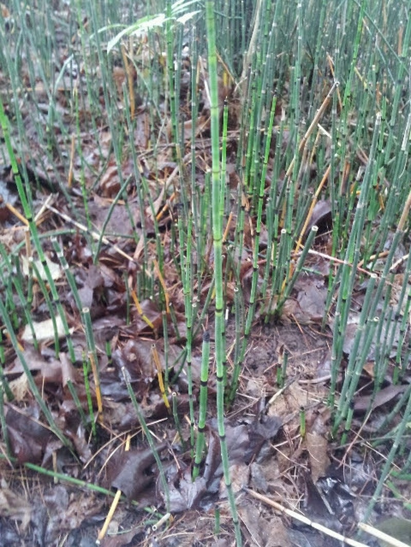 Smooth Horsetail photo 2