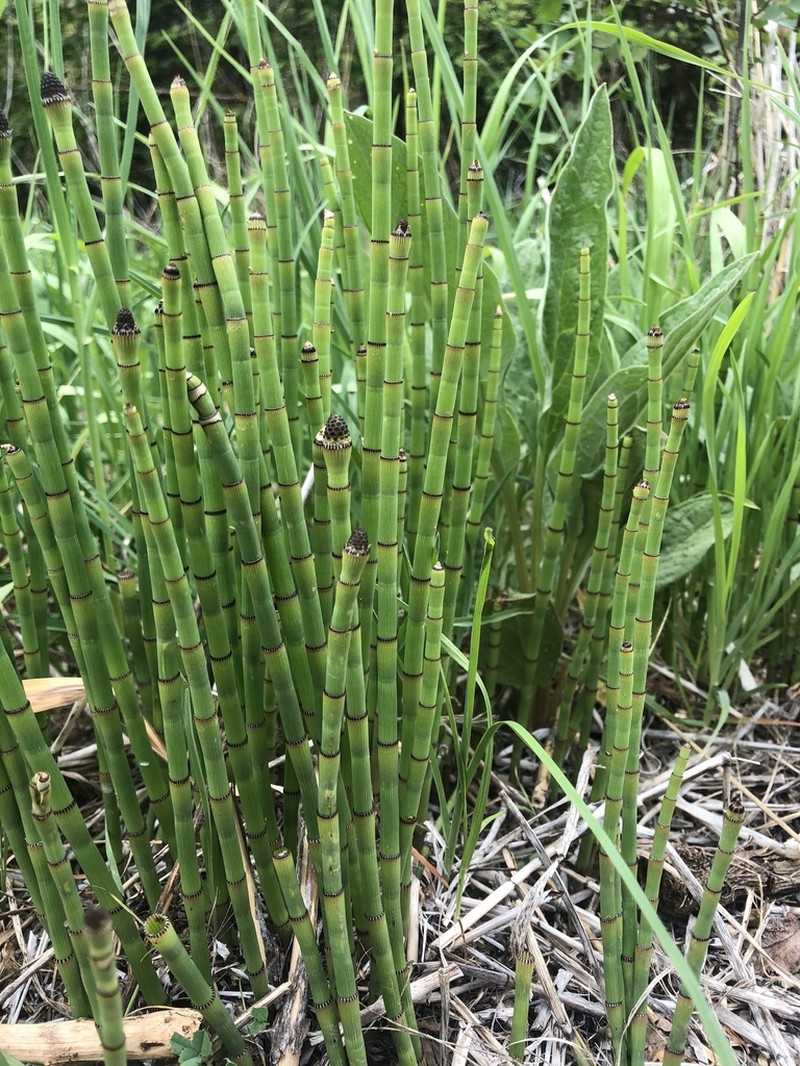 Smooth Horsetail photo 3